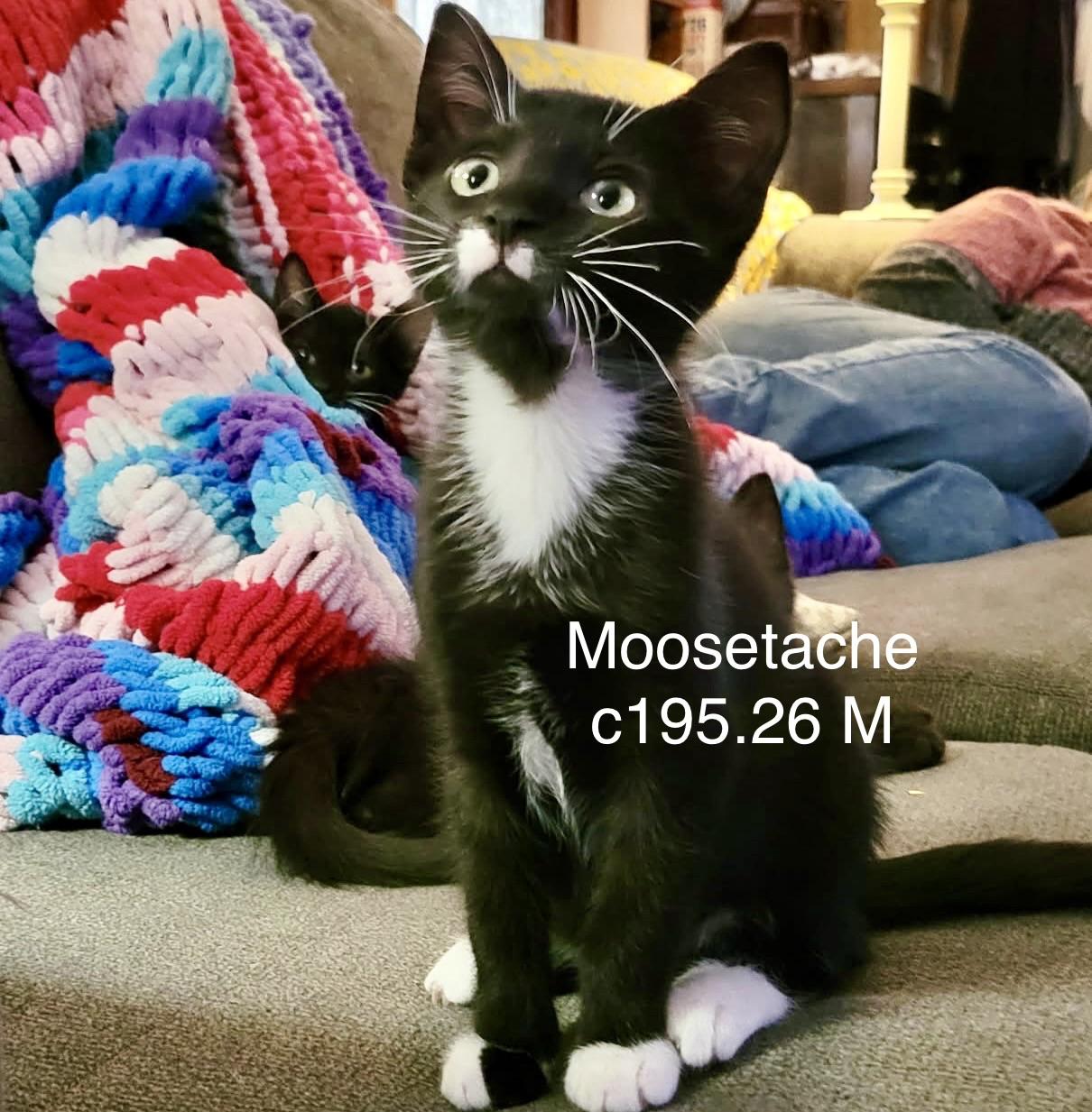 Enlarge Foster Moosetache, a Adoptable Domestic Short Hair in Batavia, NY image 1/1