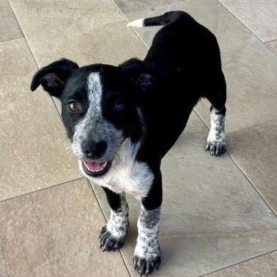 Mika, Adoptable, Puppy Female Labrador Retriever.