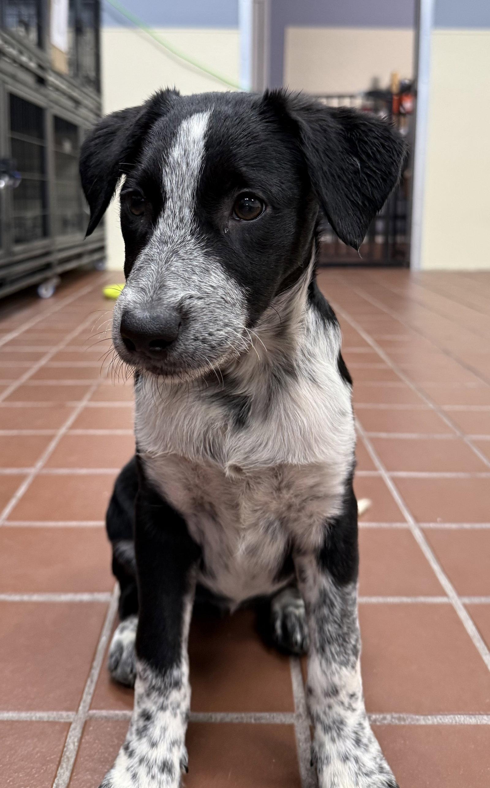 Enlarge Mika, a Adoptable Labrador Retriever in Lake Hopatcong, NJ image 2/3