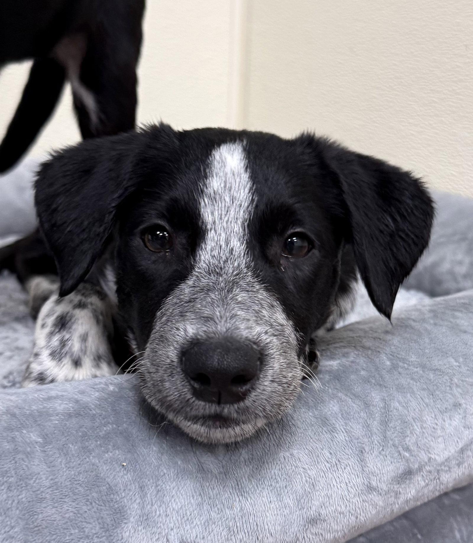 Enlarge Mika, a Adoptable Labrador Retriever in Lake Hopatcong, NJ image 3/3