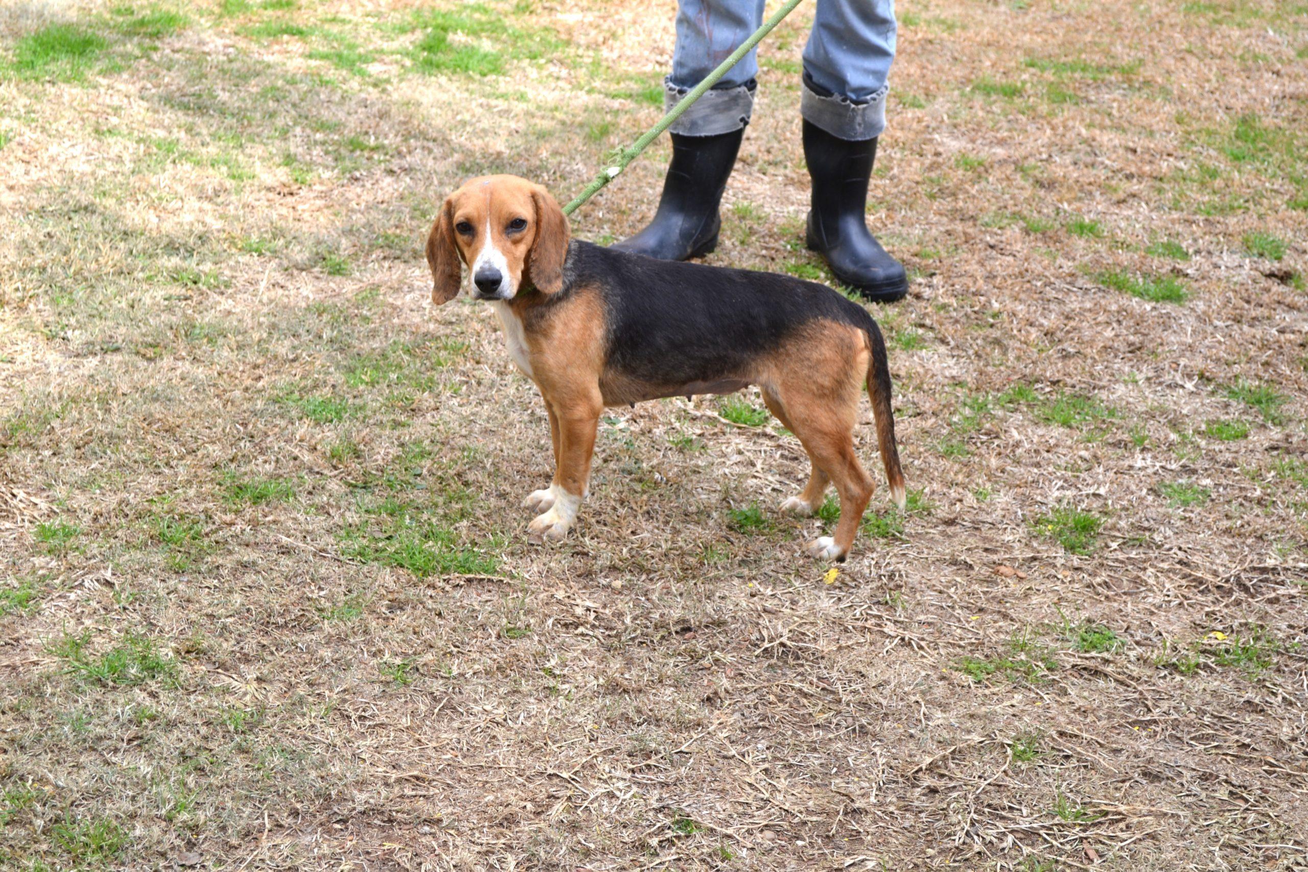 Betty Bay, Adoptable, Adult Female Beagle.