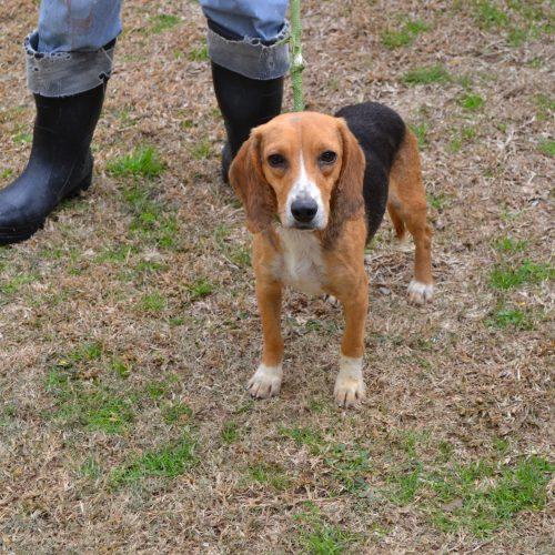 Enlarge Betty Bay, a Adoptable Beagle in Jackson, LA image 2/3