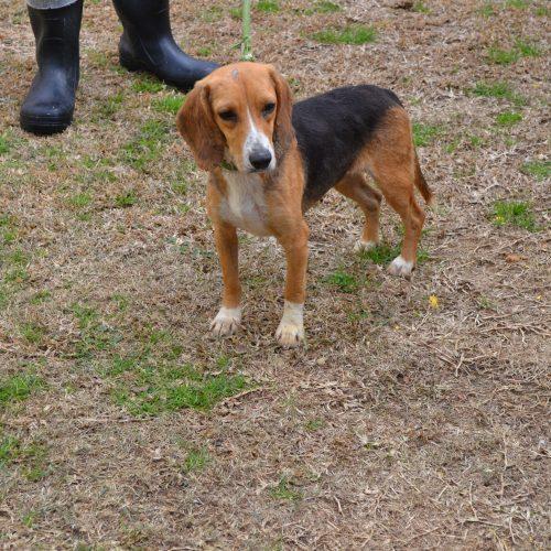 Enlarge Betty Bay, a Adoptable Beagle in Jackson, LA image 3/3