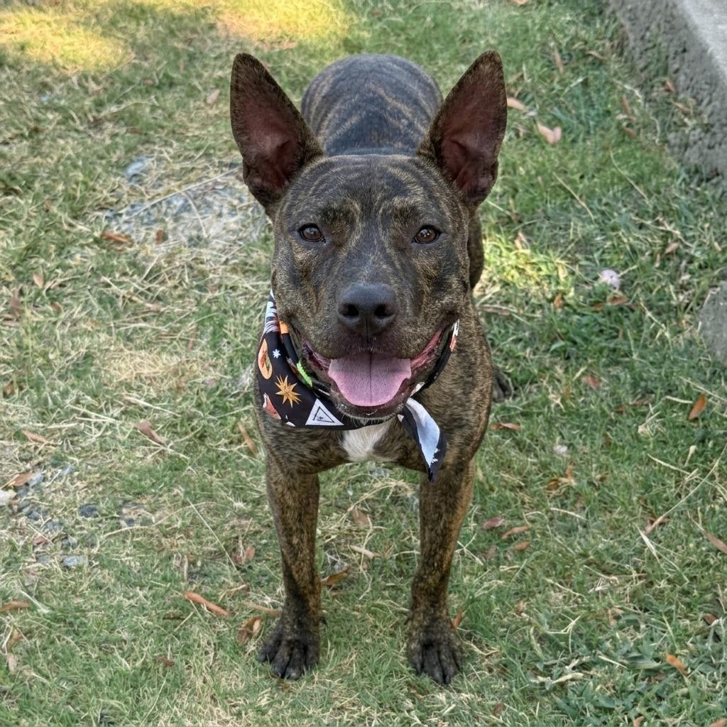Reesie, Adoptable, Young Female Pit Bull Terrier.