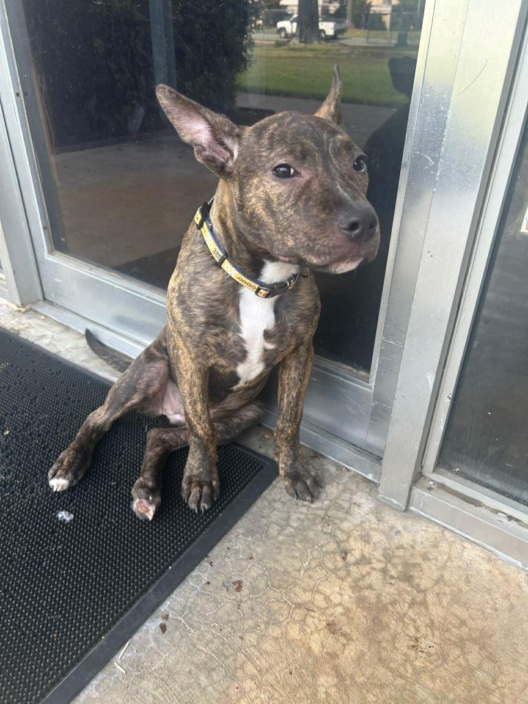 Enlarge Reesie, a Adoptable Pit Bull Terrier in Little Rock, AR image 2/6