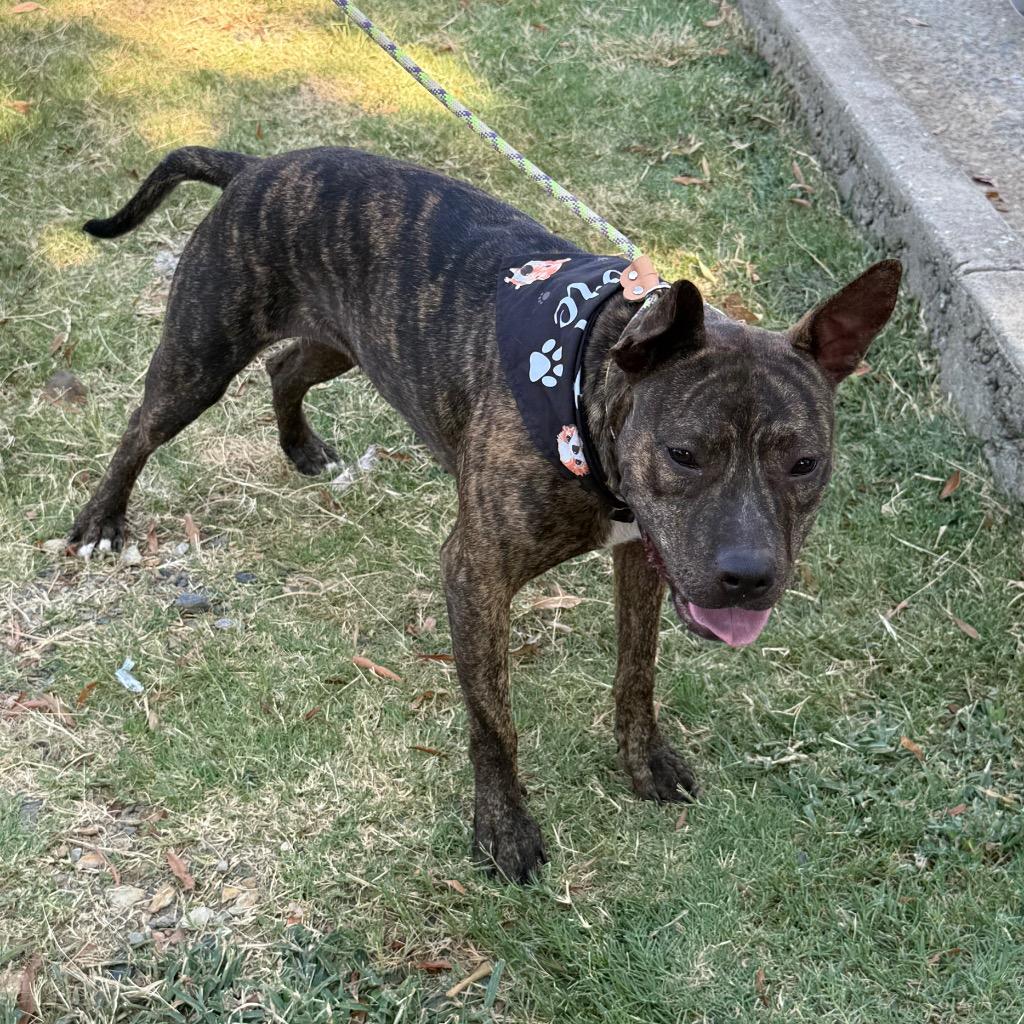 Enlarge Reesie, a Adoptable Pit Bull Terrier in Little Rock, AR image 4/6