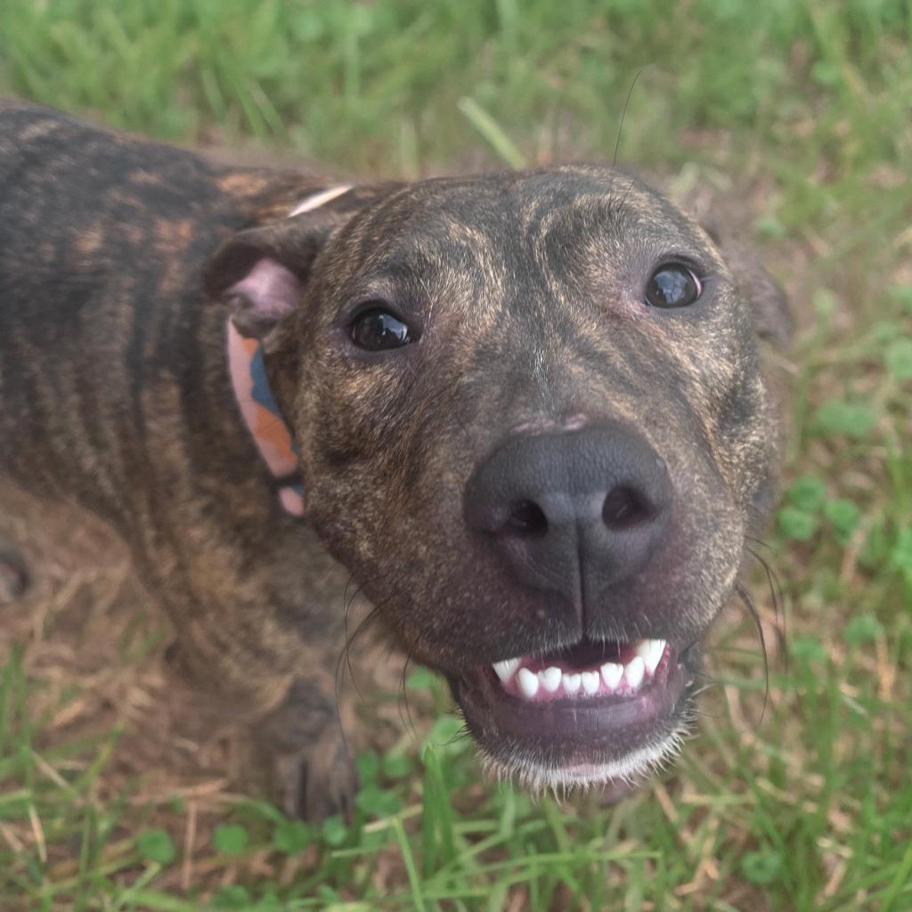 Enlarge Reesie, a Adoptable Pit Bull Terrier in Little Rock, AR image 5/6