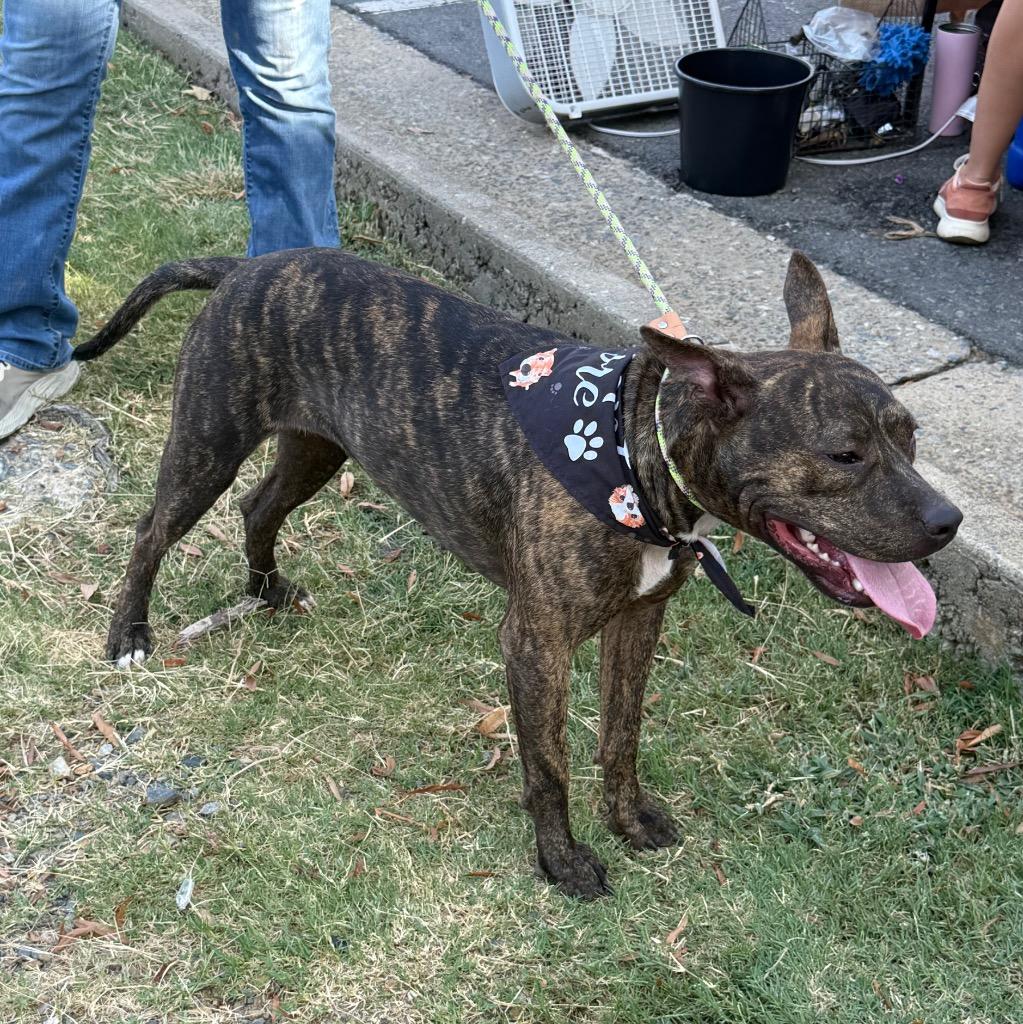 Enlarge Reesie, a Adoptable Pit Bull Terrier in Little Rock, AR image 6/6