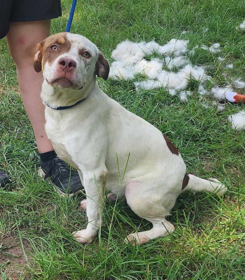 Enlarge 261032  Sid Vicious, a Adoptable Pit Bull Terrier in Wetumpka, AL image 1/3