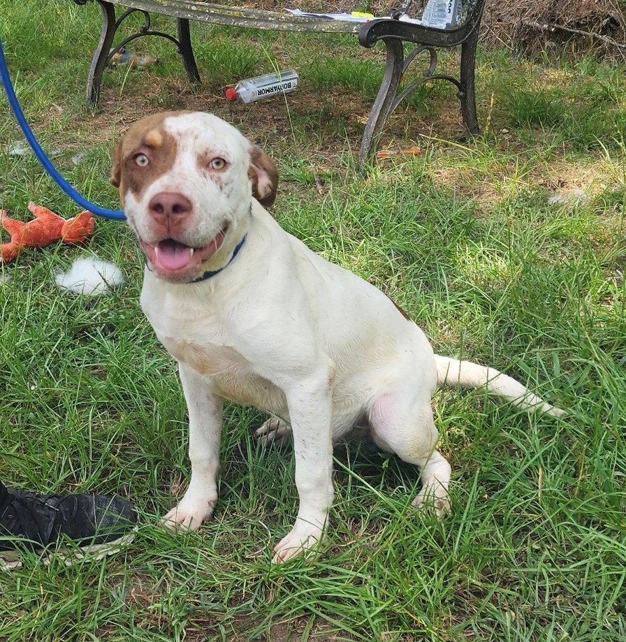 Enlarge 261032  Sid Vicious, a Adoptable Pit Bull Terrier in Wetumpka, AL image 2/3