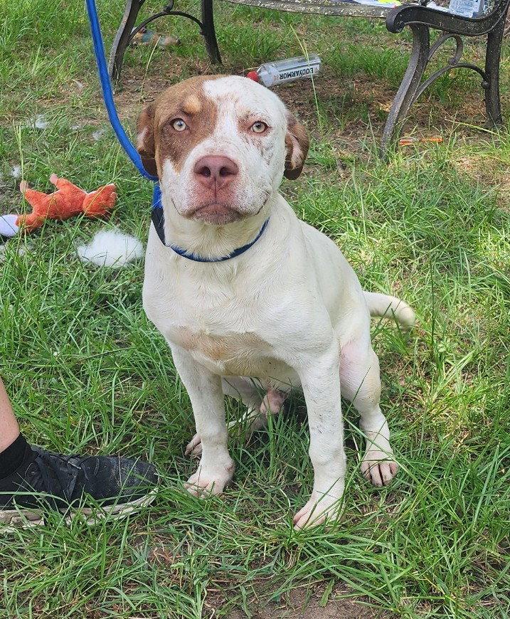 Enlarge 261032  Sid Vicious, a Adoptable Pit Bull Terrier in Wetumpka, AL image 3/3