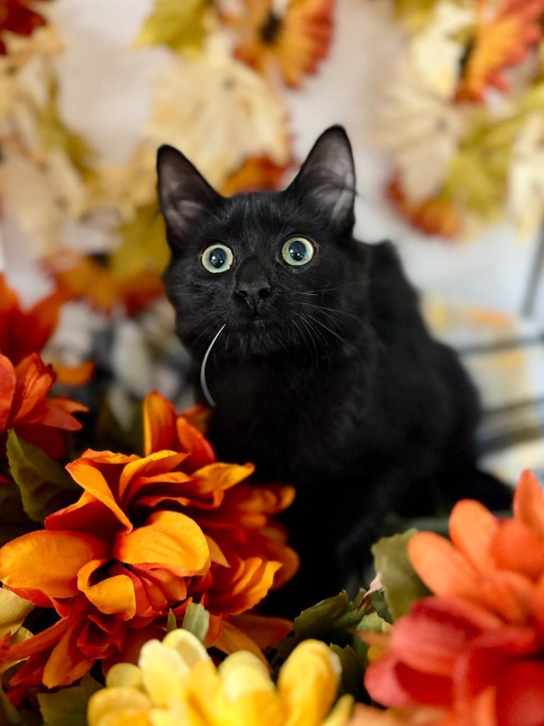 6/4/25 - Kilie, Adopted, Young Female Domestic Medium Hair.