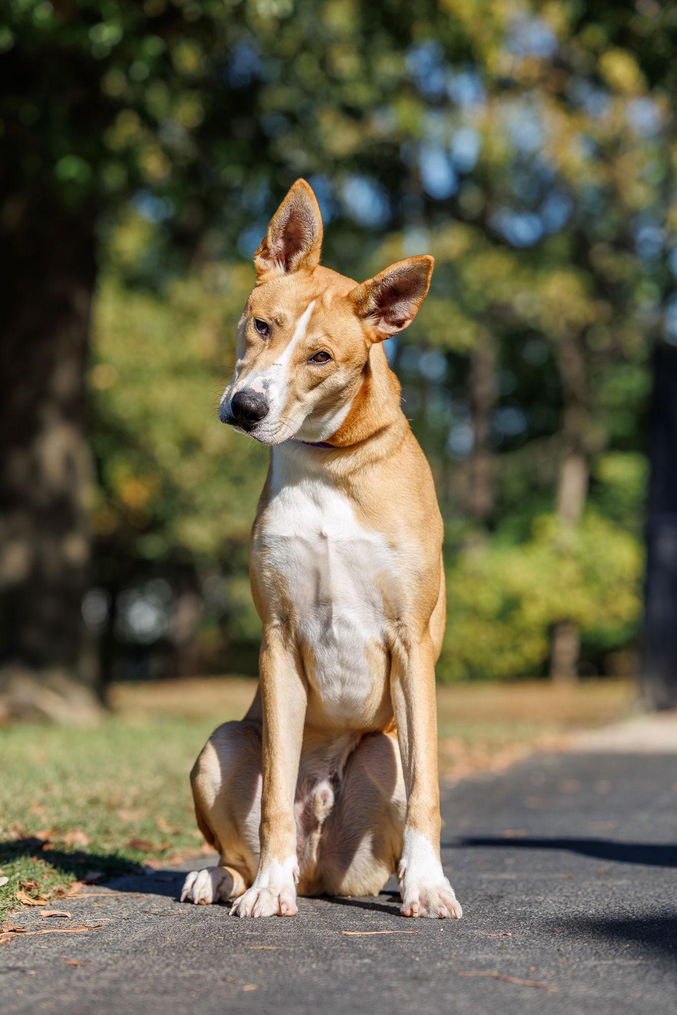 Enlarge Regatta, a Adoptable Mixed Breed in Durham, NC image 1/3