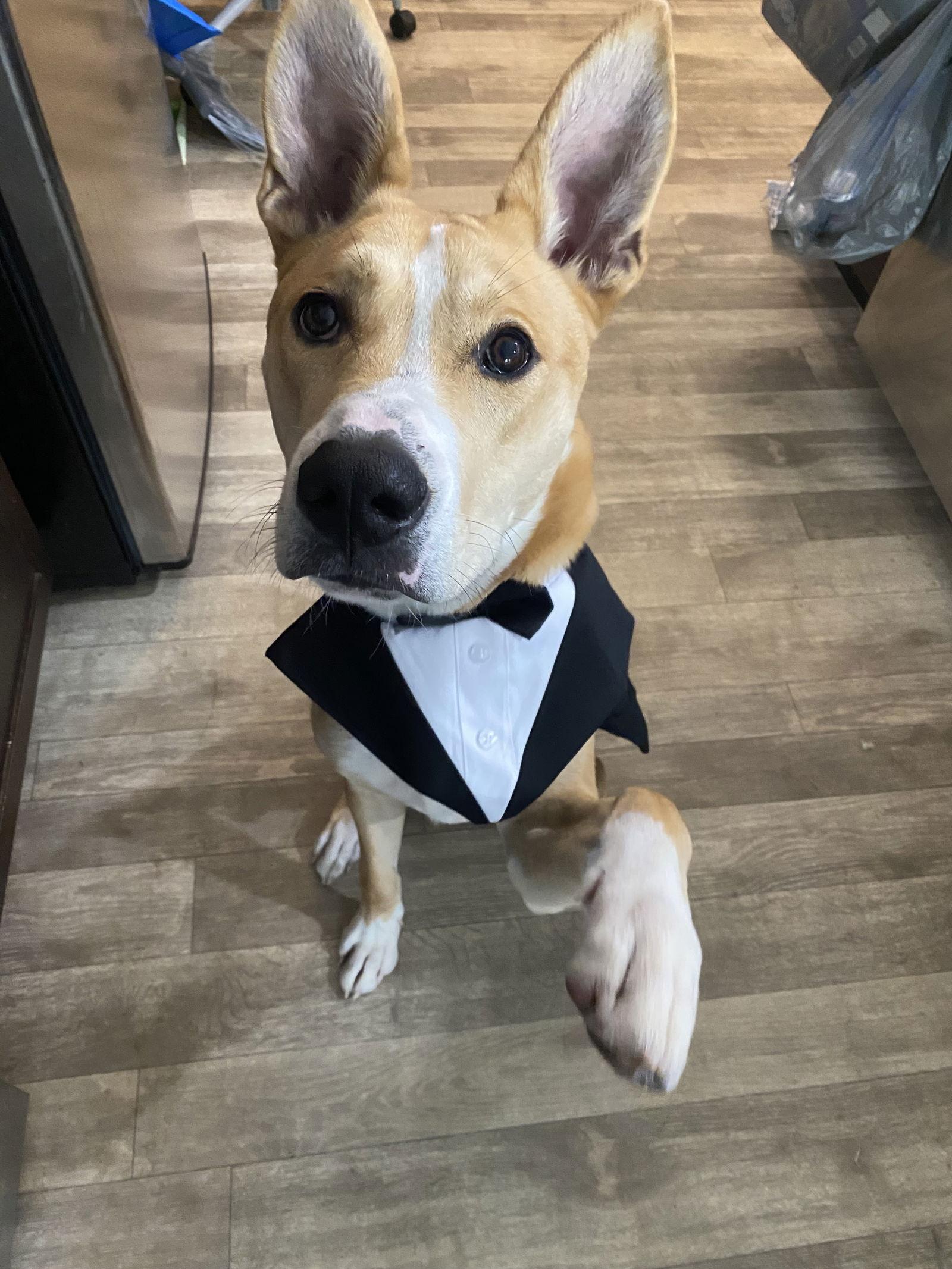 Enlarge Regatta, a Adoptable Mixed Breed in Durham, NC image 2/3