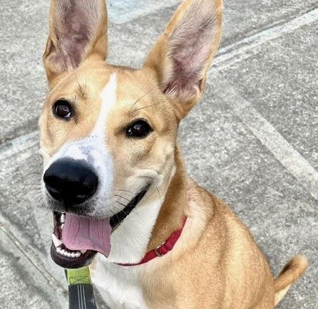 Enlarge Regatta, a Adoptable Mixed Breed in Durham, NC image 3/3