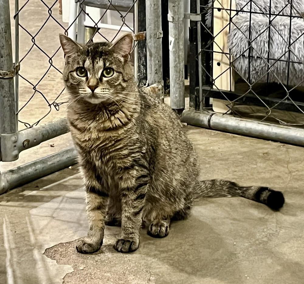 Columbia, Adoptable, Young Female Domestic Short Hair.