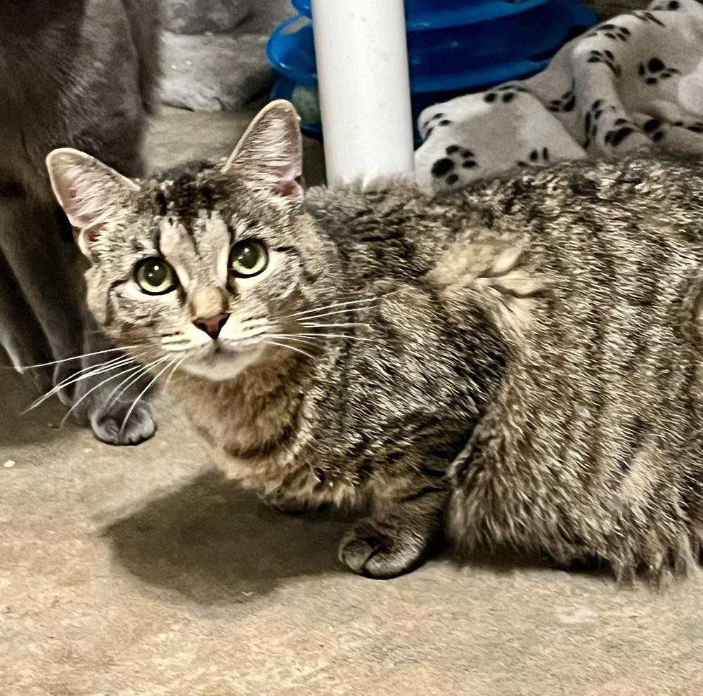 Enlarge Columbia, a Adoptable Domestic Short Hair in Bolton, CT image 2/6