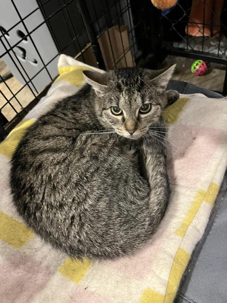 Enlarge Columbia, a Adoptable Domestic Short Hair in Bolton, CT image 3/6