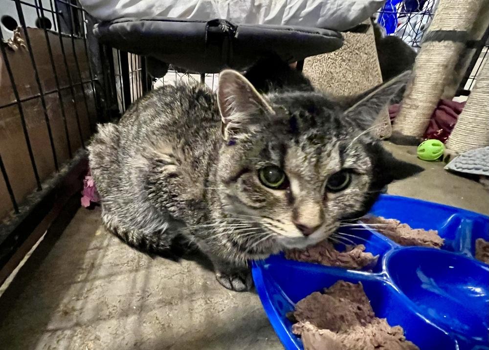 Enlarge Columbia, a Adoptable Domestic Short Hair in Bolton, CT image 4/6