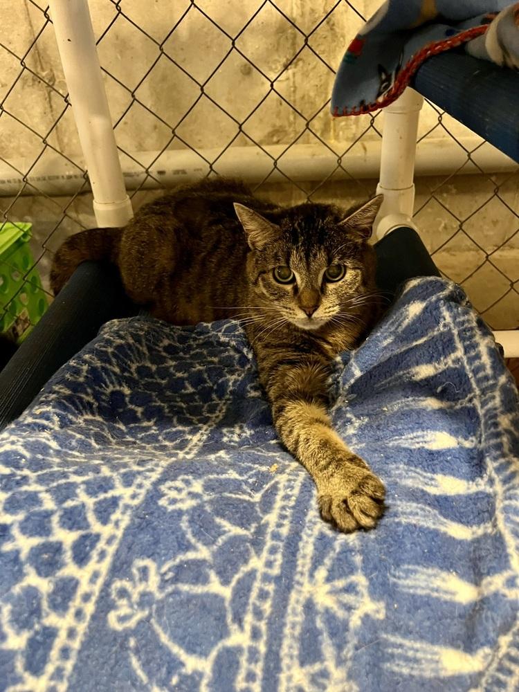 Enlarge Columbia, a Adoptable Domestic Short Hair in Bolton, CT image 5/6