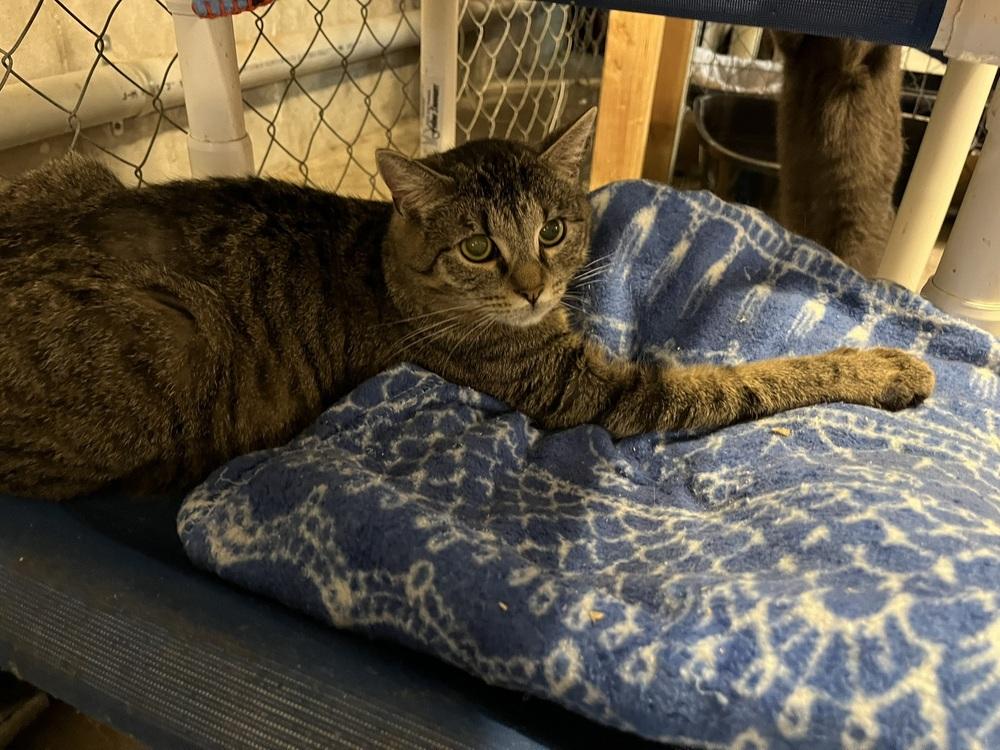 Enlarge Columbia, a Adoptable Domestic Short Hair in Bolton, CT image 6/6