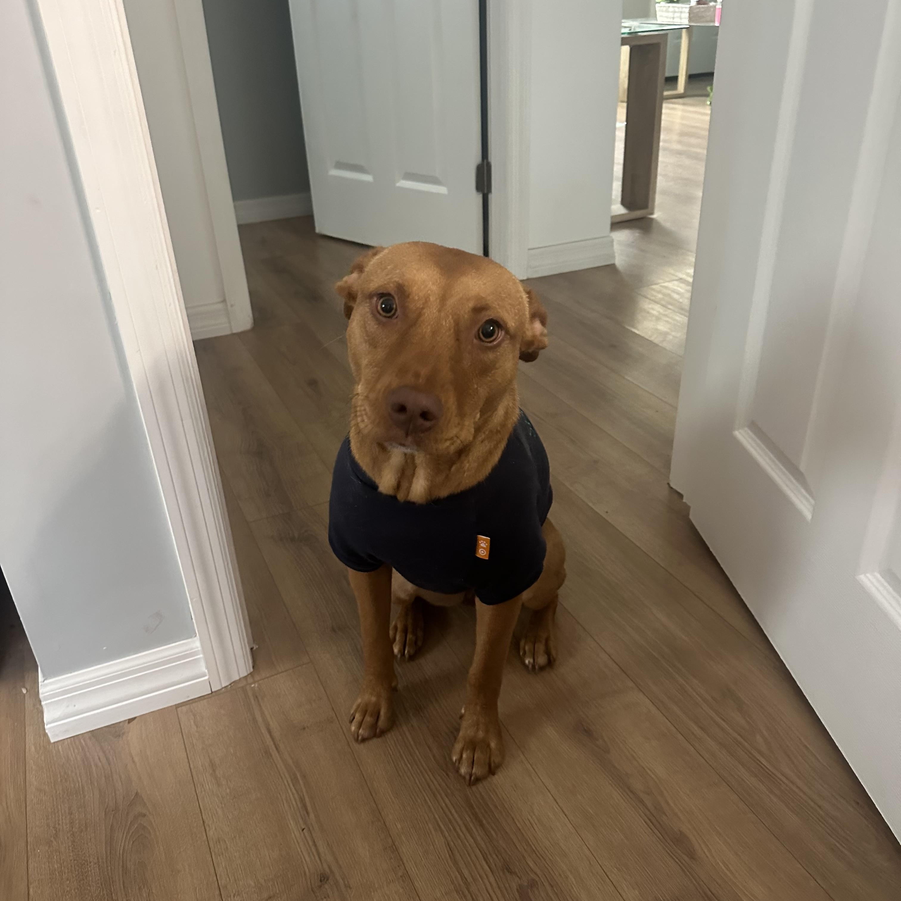 Tess, Baby Female Labrador Retriever