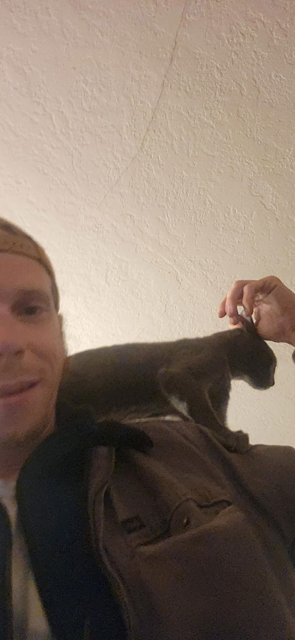 Grey kitty boy, Adopted, Kitten Male Russian Blue.