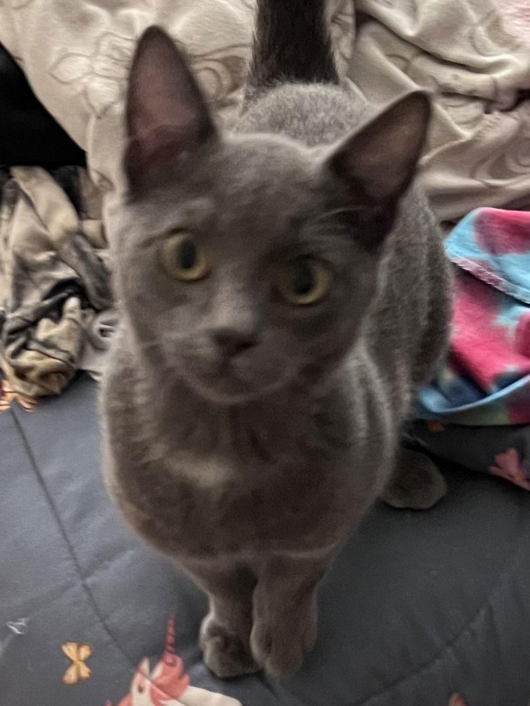 Enlarge Grey kitty boy, a Adopted Russian Blue in Napa, CA image 2/3