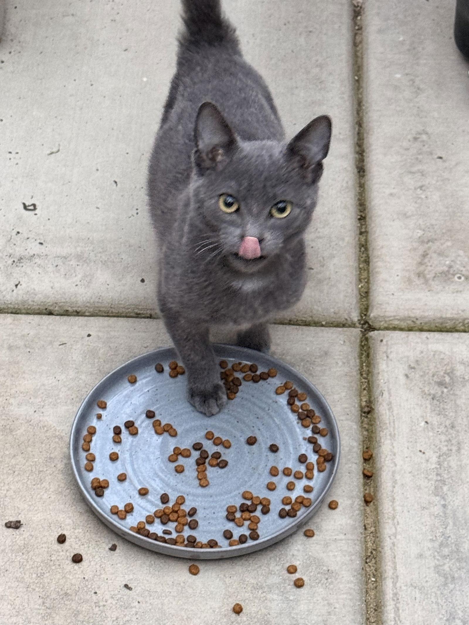 Enlarge Grey kitty boy, a Adopted Russian Blue in Napa, CA image 3/3
