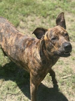 Mimi, Adoptable, Adult Female Boxer.