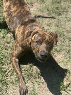 Mimi, a Adoptable Boxer image 2/4