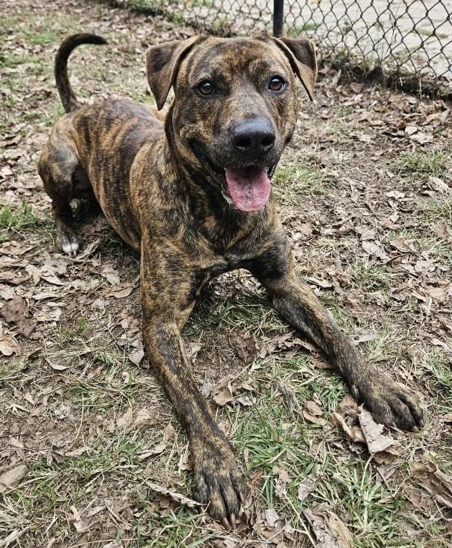 Enlarge Mimi, a Adoptable Boxer in Little Rock, AR image 2/4