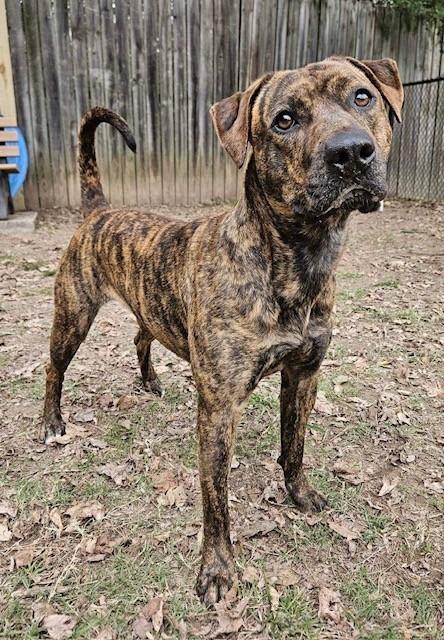 Mimi, Adoptable, Adult Female Boxer.