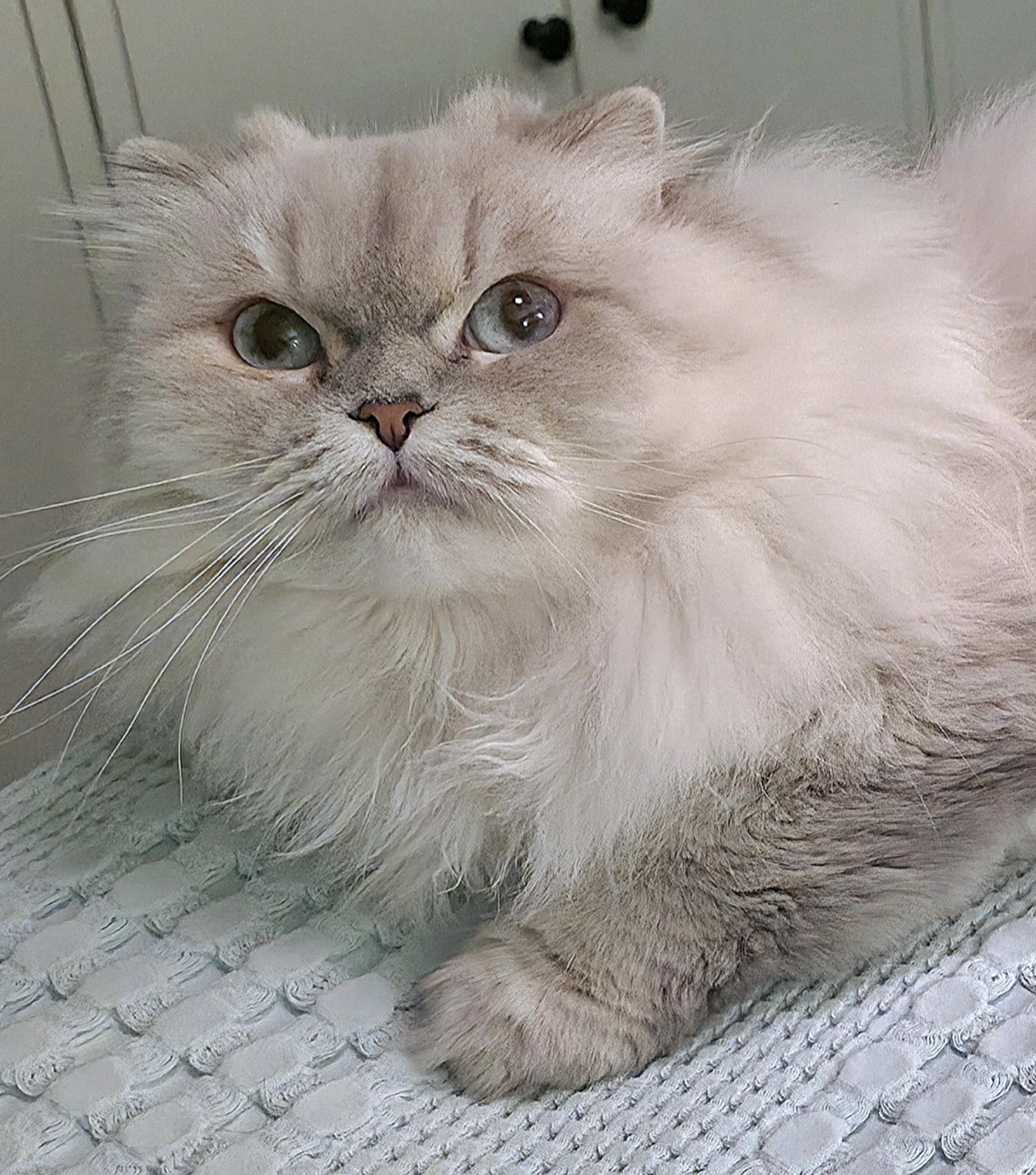 Mocca, a ADOPTABLE Scottish Fold in Converse, TX image 2/5