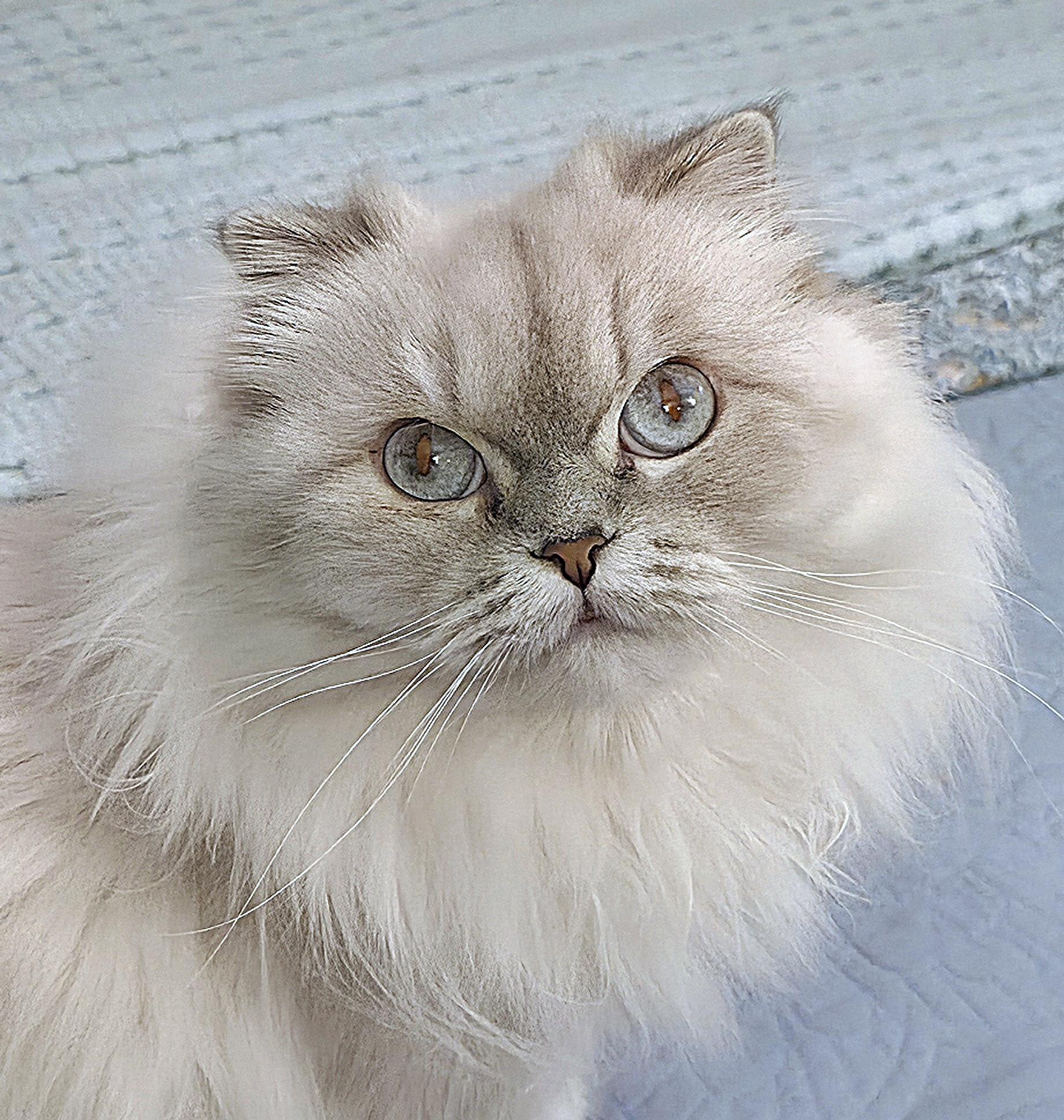Mocca, a ADOPTABLE Scottish Fold in Converse, TX image 1/5