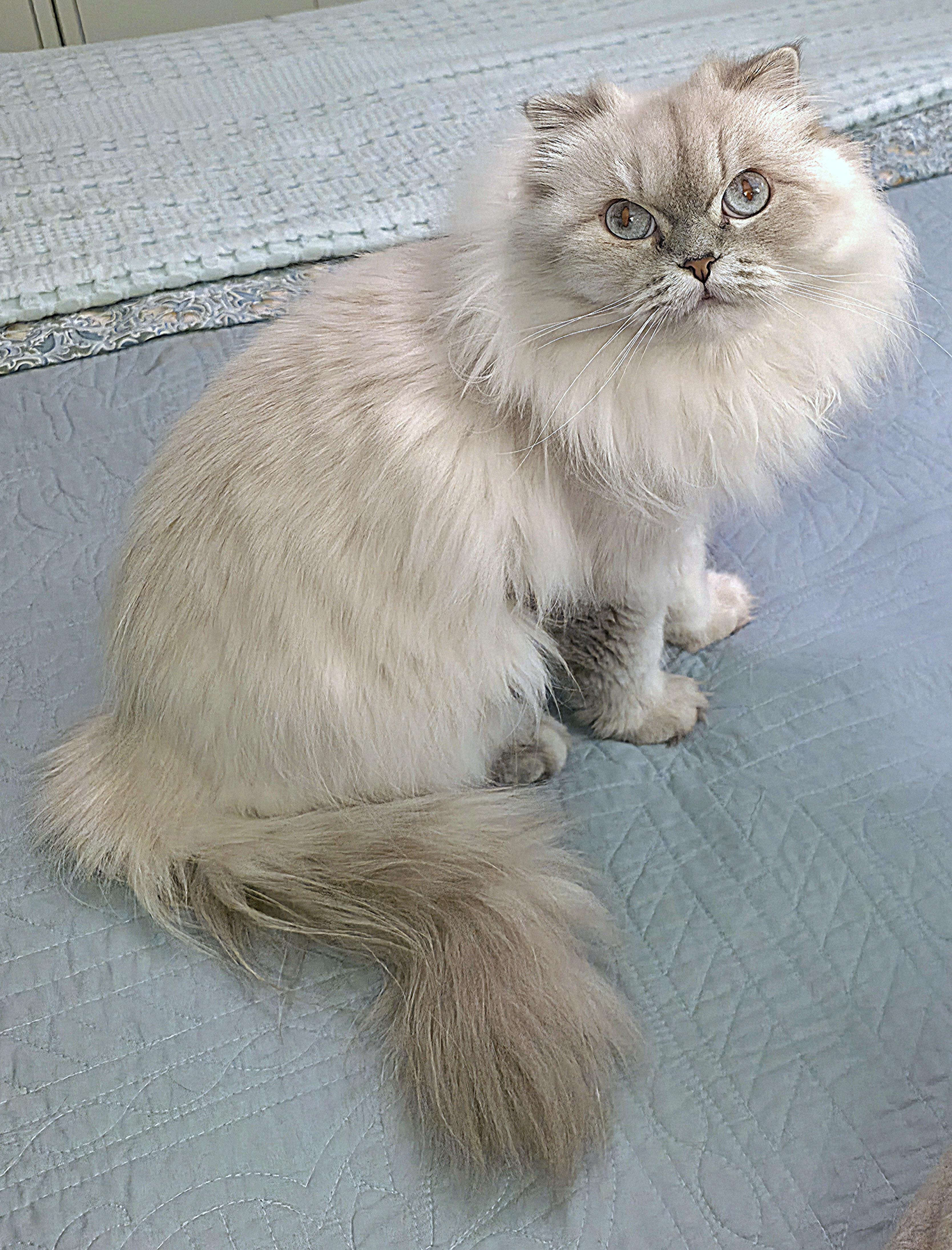 Mocca, a ADOPTABLE Scottish Fold in Converse, TX image 4/5