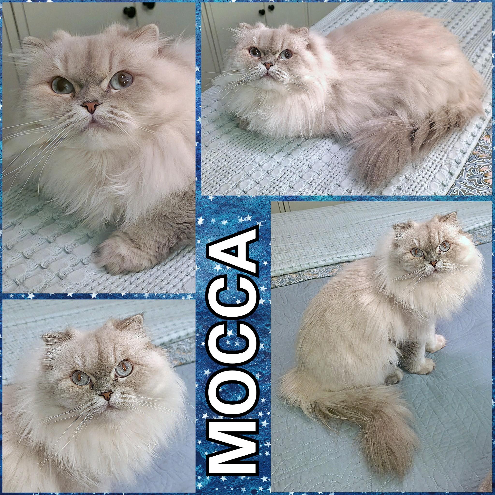 Mocca, a ADOPTABLE Scottish Fold in Converse, TX image 5/5