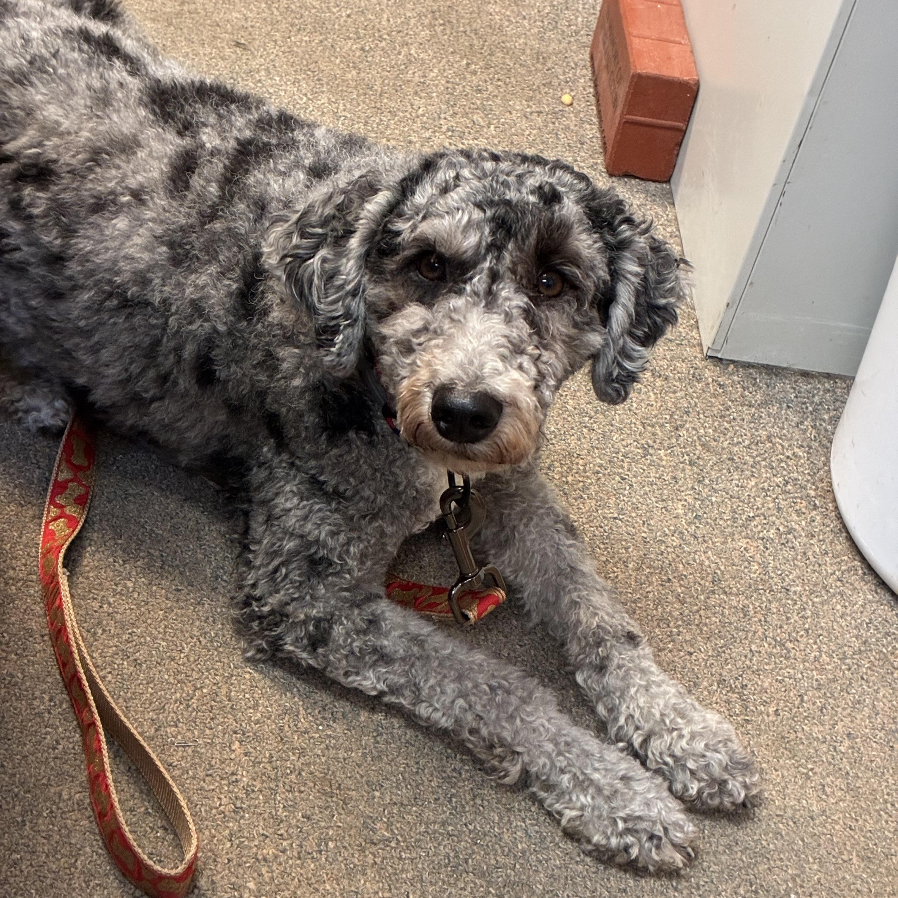 Rex, adopted, Adult Male Miniature Poodle.