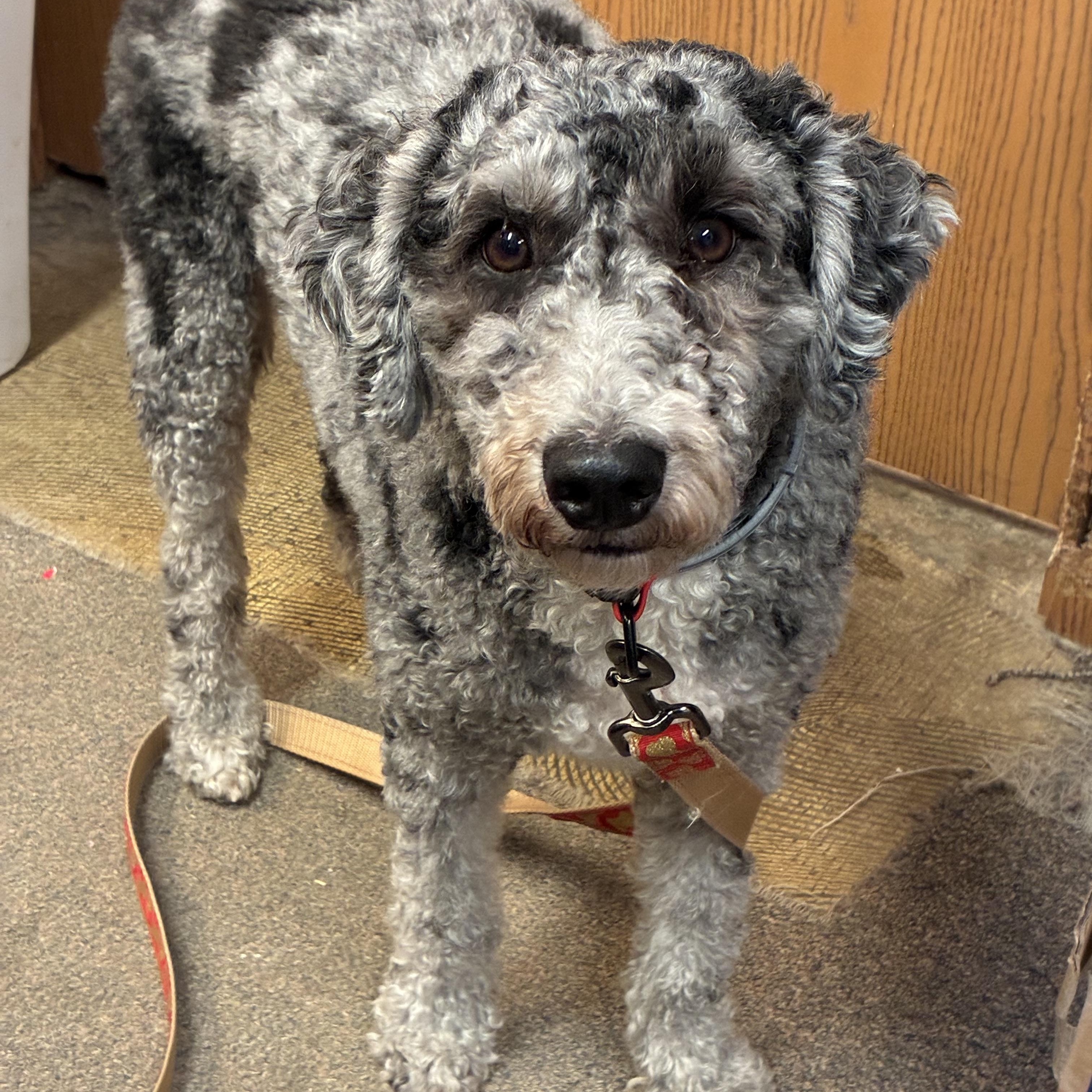 Enlarge Rex, an adopted Miniature Poodle in Indiana, PA image 2/2