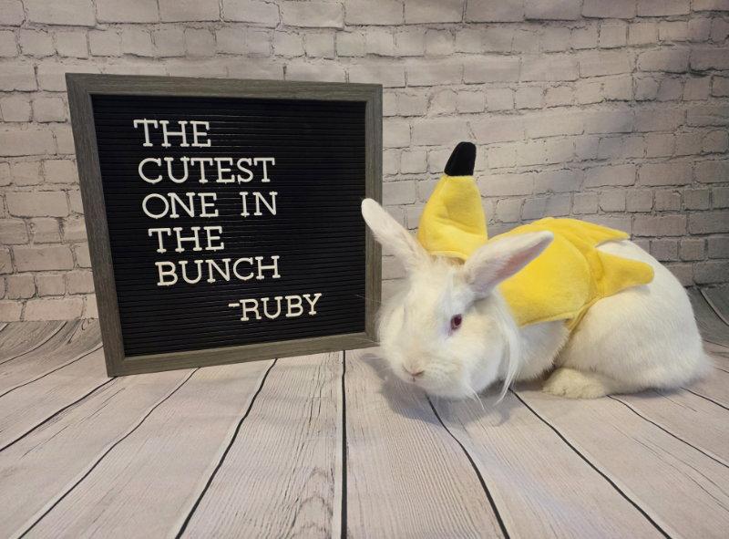 Enlarge Ruby, a Adoptable Lionhead in Columbus, OH image 2/2