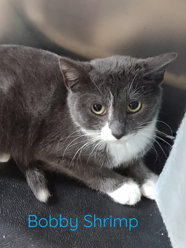 Bobbie Shrimp, Adoptable, Young Female Domestic Short Hair.