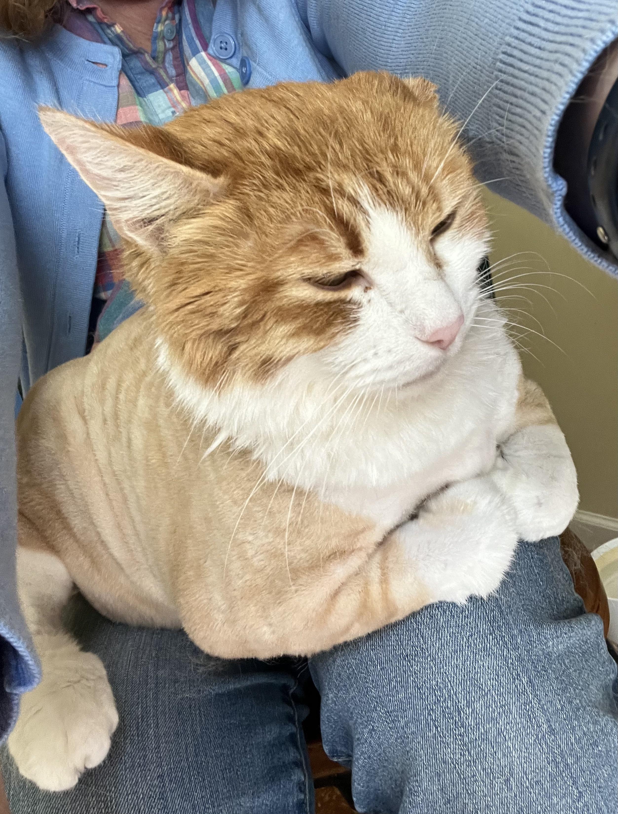 Morris, an adoptable mixed breed in Plain City, OH image 2/6