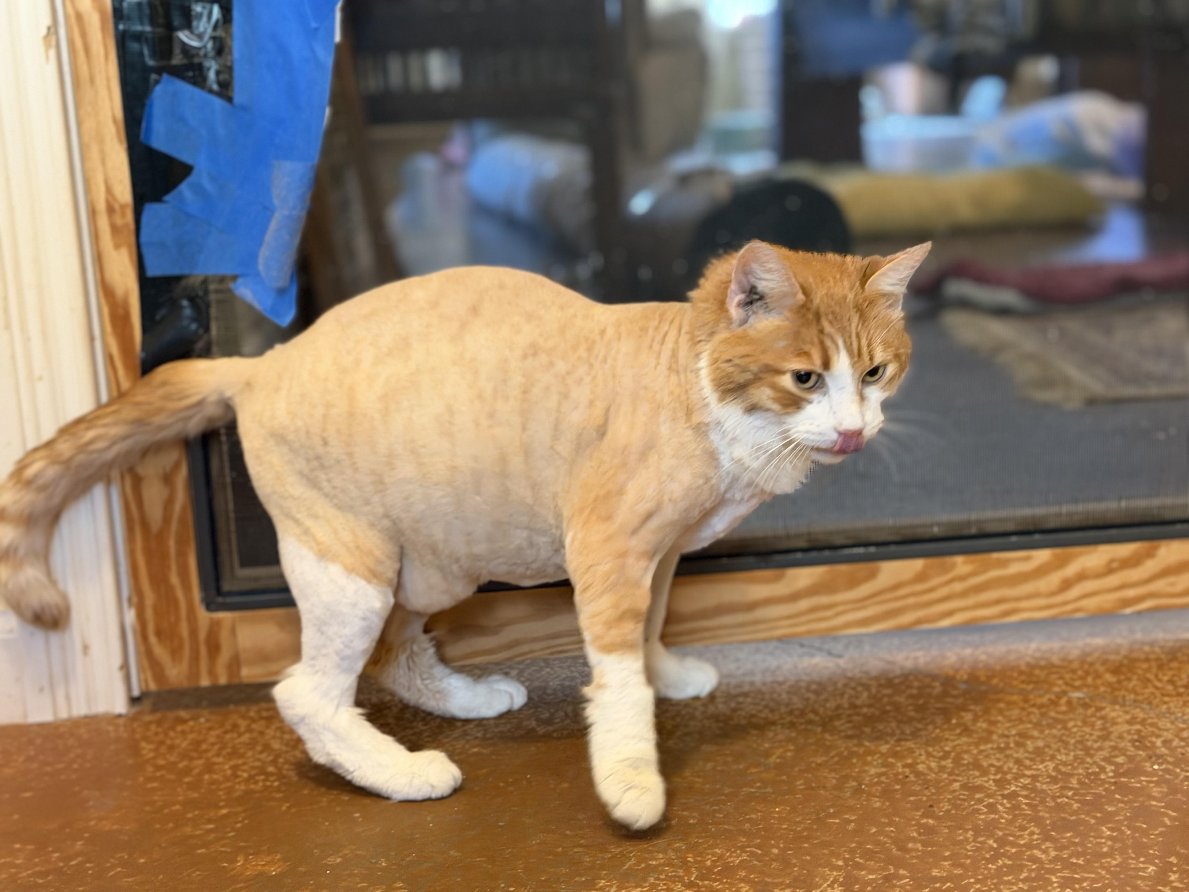 Morris, an adoptable mixed breed in Plain City, OH image 3/6