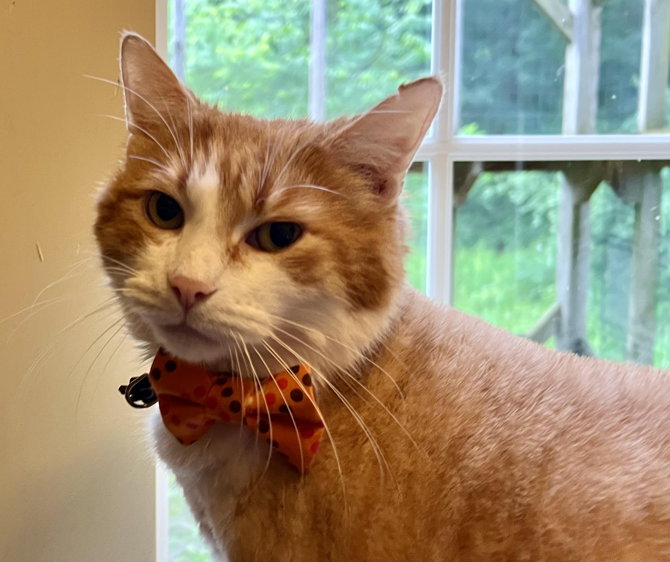 Morris, an adoptable mixed breed in Plain City, OH image 6/6