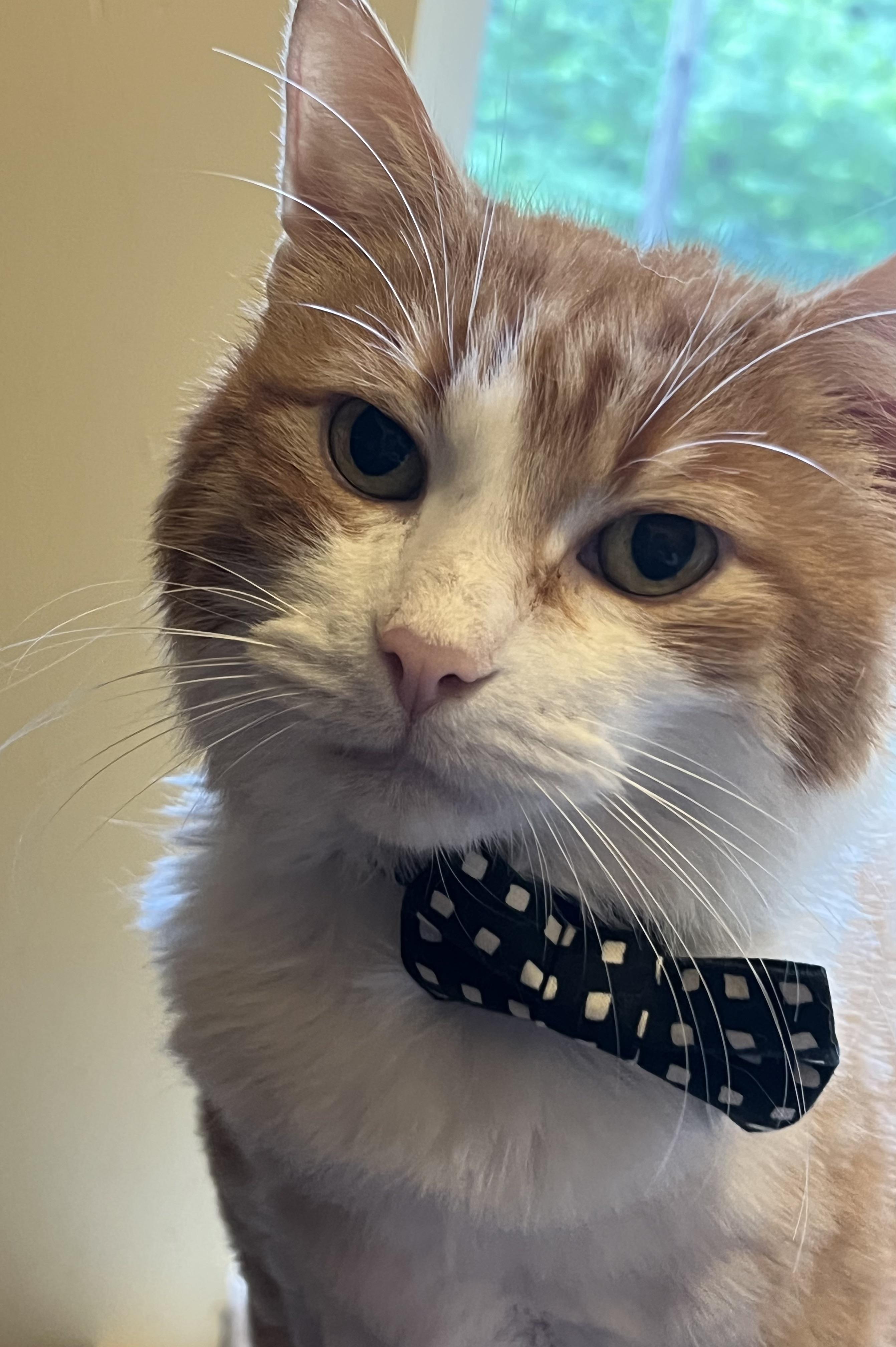 Morris, adoptable, Adult Male Maine Coon & Tabby.
