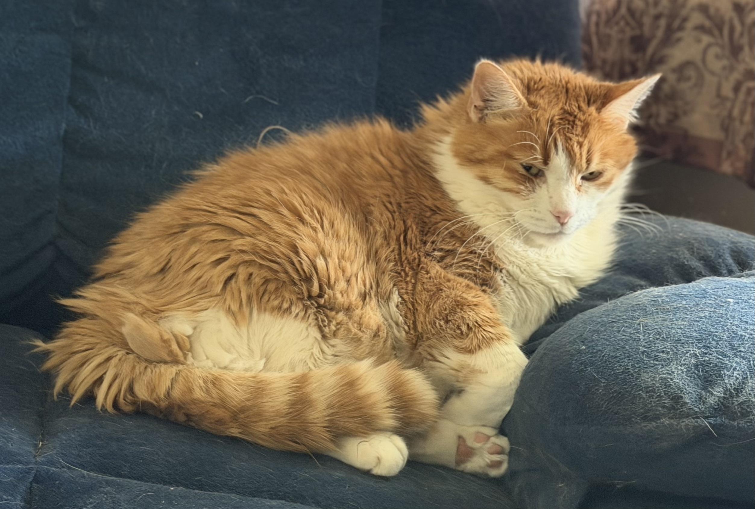Morris, an adoptable mixed breed in Plain City, OH image 4/6