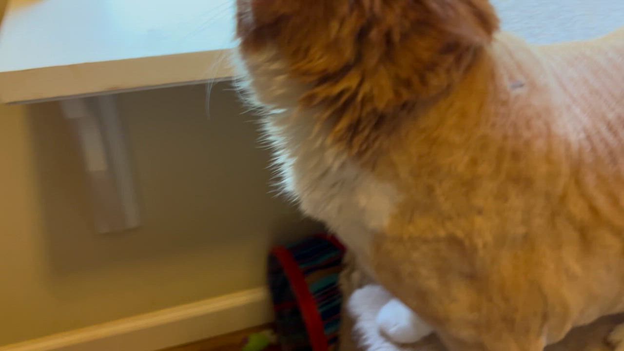 Enlarge Morris, an adoptable mixed breed in Plain City, OH video 5/6
