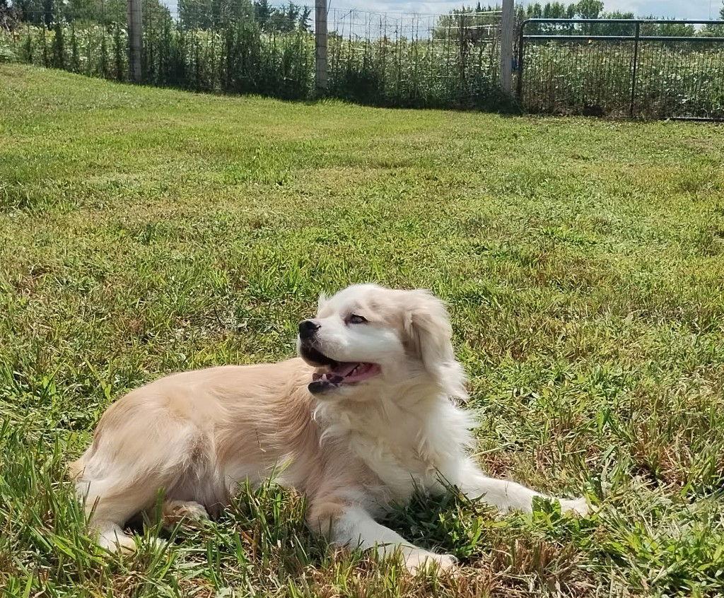 Dottie, Adoptable, Adult Female Cocker Spaniel.