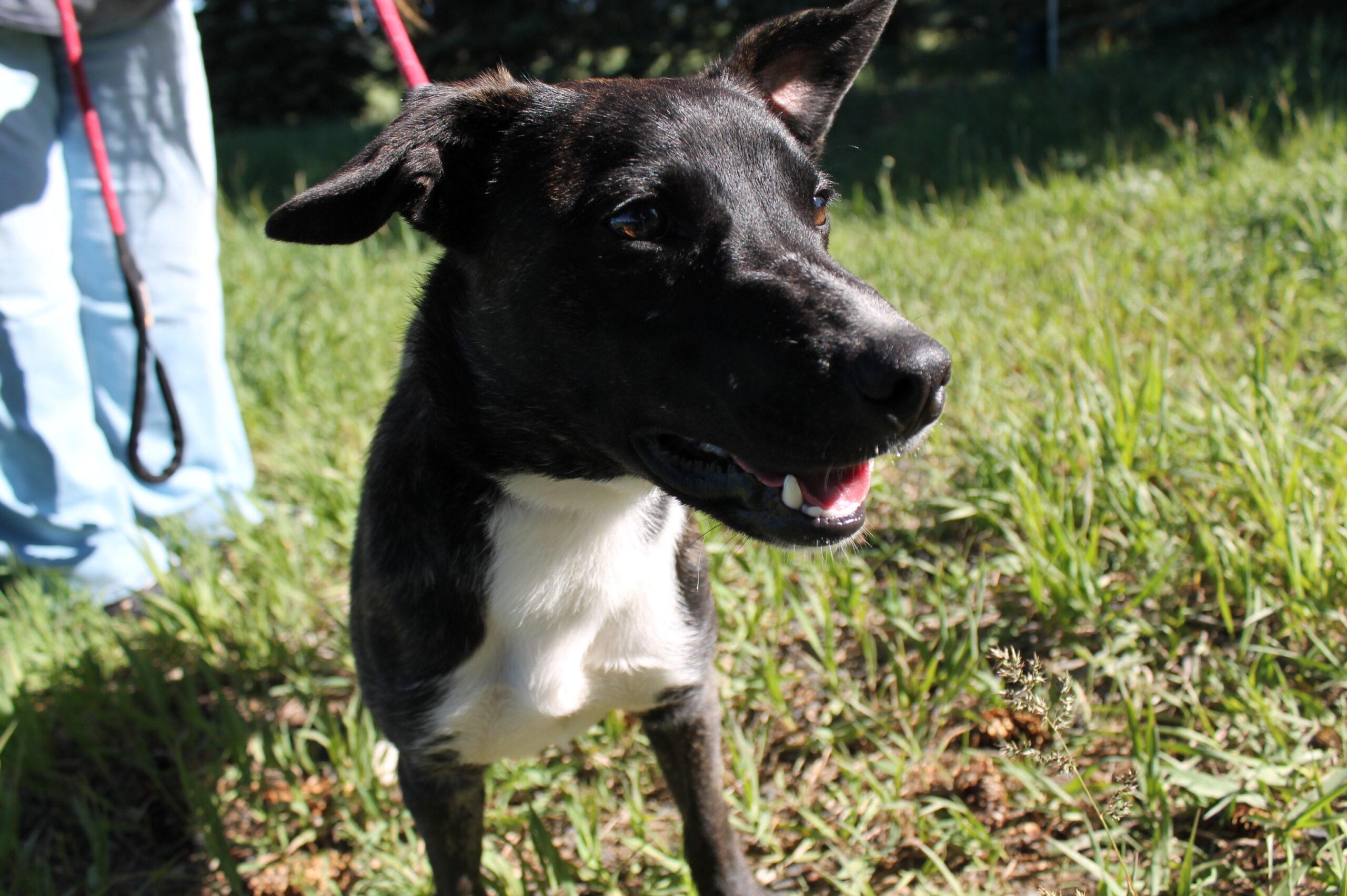 Jack, a ADOPTABLE mixed breed in McCall, ID image 2/2