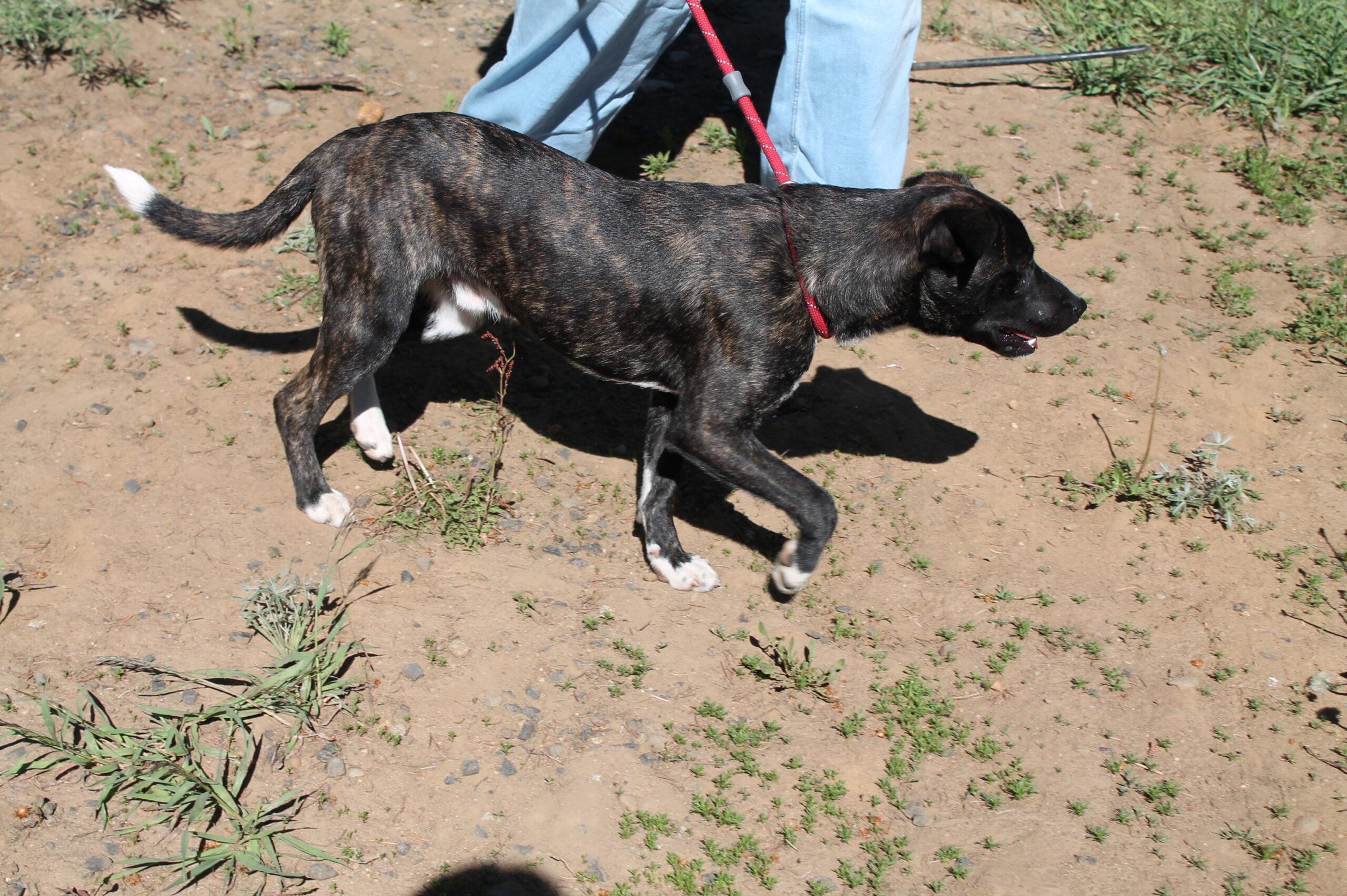 Jack, ADOPTABLE, Puppy Male Mixed Breed.